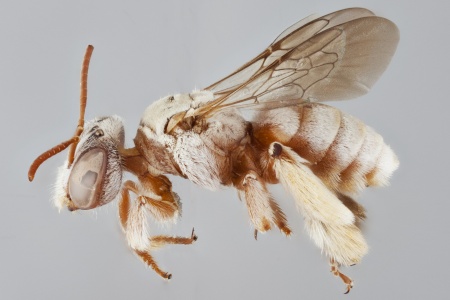 [Tarsalia persica female (lateral/side view) thumbnail]